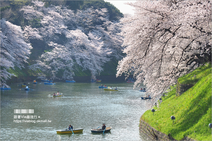 東京賞櫻》千鳥淵公園／超級推薦！東京櫻花景點～爆滿的護城河櫻花美景，划船賞櫻+東京鐵塔趣！