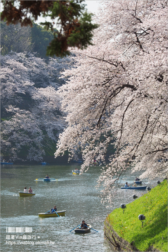 東京賞櫻》千鳥淵公園／超級推薦！東京櫻花景點～爆滿的護城河櫻花美景，划船賞櫻+東京鐵塔趣！