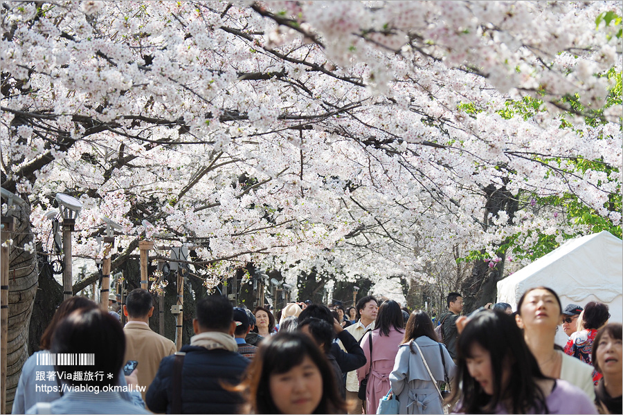 東京賞櫻》千鳥淵公園／超級推薦！東京櫻花景點～爆滿的護城河櫻花美景，划船賞櫻+東京鐵塔趣！