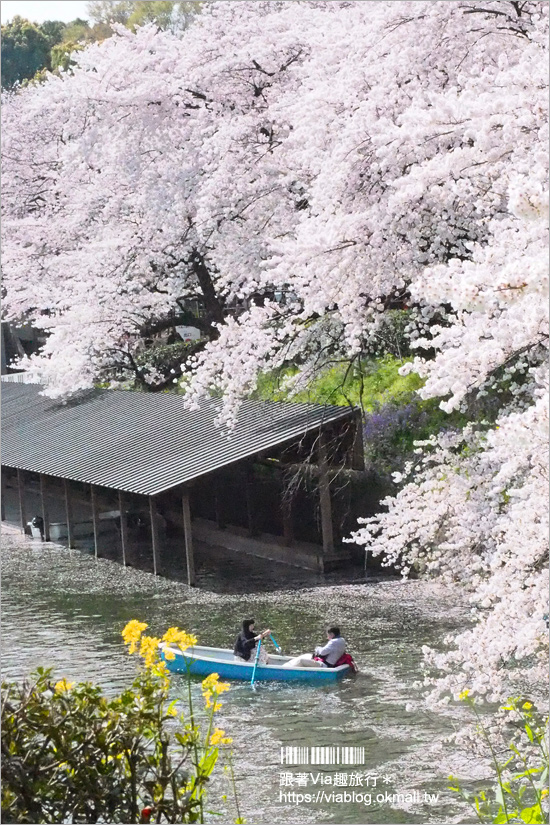 東京賞櫻》千鳥淵公園／超級推薦！東京櫻花景點～爆滿的護城河櫻花美景，划船賞櫻+東京鐵塔趣！