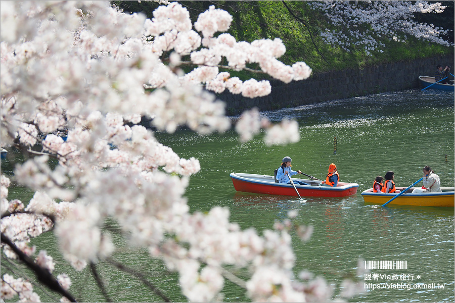 東京賞櫻》千鳥淵公園／超級推薦！東京櫻花景點～爆滿的護城河櫻花美景，划船賞櫻+東京鐵塔趣！