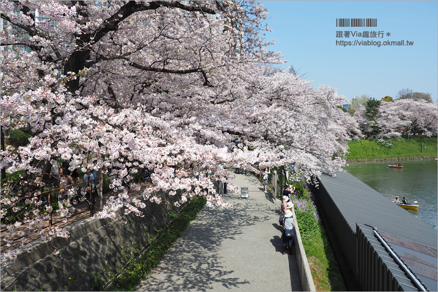 東京賞櫻》千鳥淵公園／超級推薦！東京櫻花景點～爆滿的護城河櫻花美景，划船賞櫻+東京鐵塔趣！