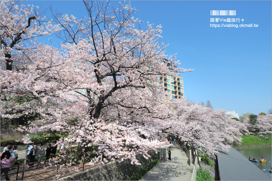 東京賞櫻》千鳥淵公園／超級推薦！東京櫻花景點～爆滿的護城河櫻花美景，划船賞櫻+東京鐵塔趣！