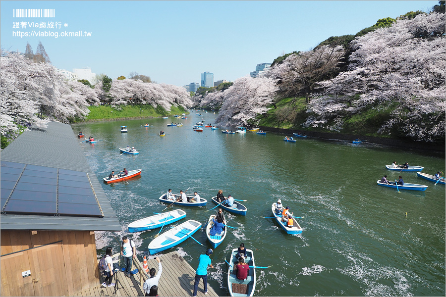 東京賞櫻》千鳥淵公園／超級推薦！東京櫻花景點～爆滿的護城河櫻花美景，划船賞櫻+東京鐵塔趣！