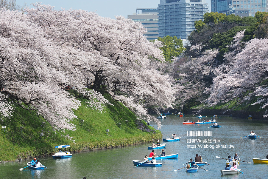 東京賞櫻》千鳥淵公園／超級推薦！東京櫻花景點～爆滿的護城河櫻花美景，划船賞櫻+東京鐵塔趣！