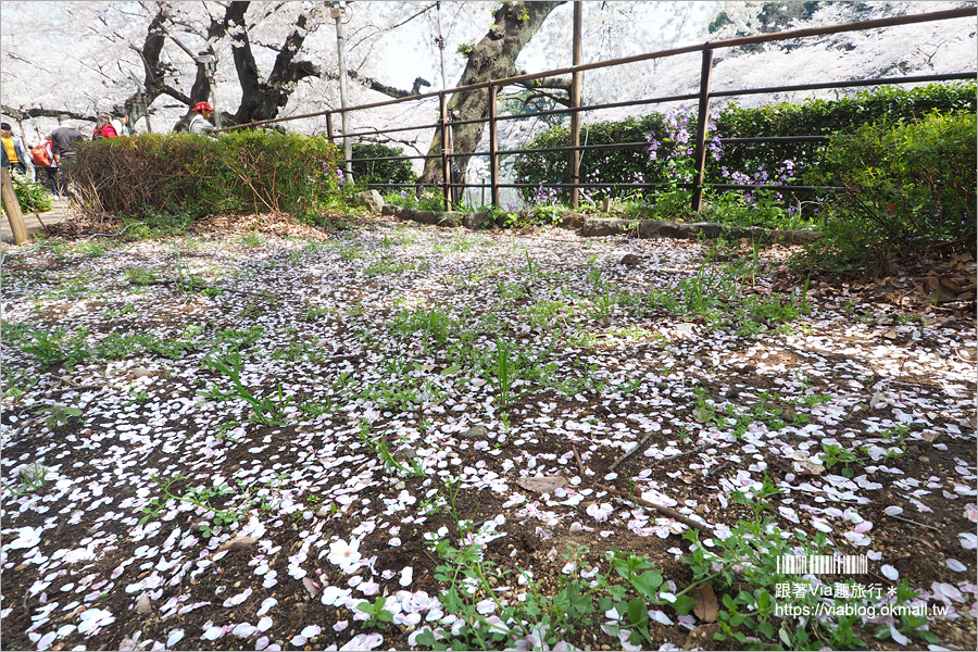 東京賞櫻》千鳥淵公園／超級推薦！東京櫻花景點～爆滿的護城河櫻花美景，划船賞櫻+東京鐵塔趣！