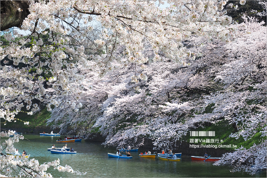 東京賞櫻》千鳥淵公園／超級推薦！東京櫻花景點～爆滿的護城河櫻花美景，划船賞櫻+東京鐵塔趣！