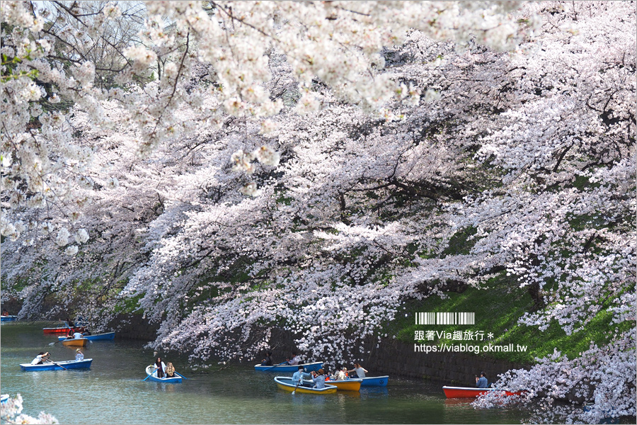 東京賞櫻》千鳥淵公園／超級推薦！東京櫻花景點～爆滿的護城河櫻花美景，划船賞櫻+東京鐵塔趣！