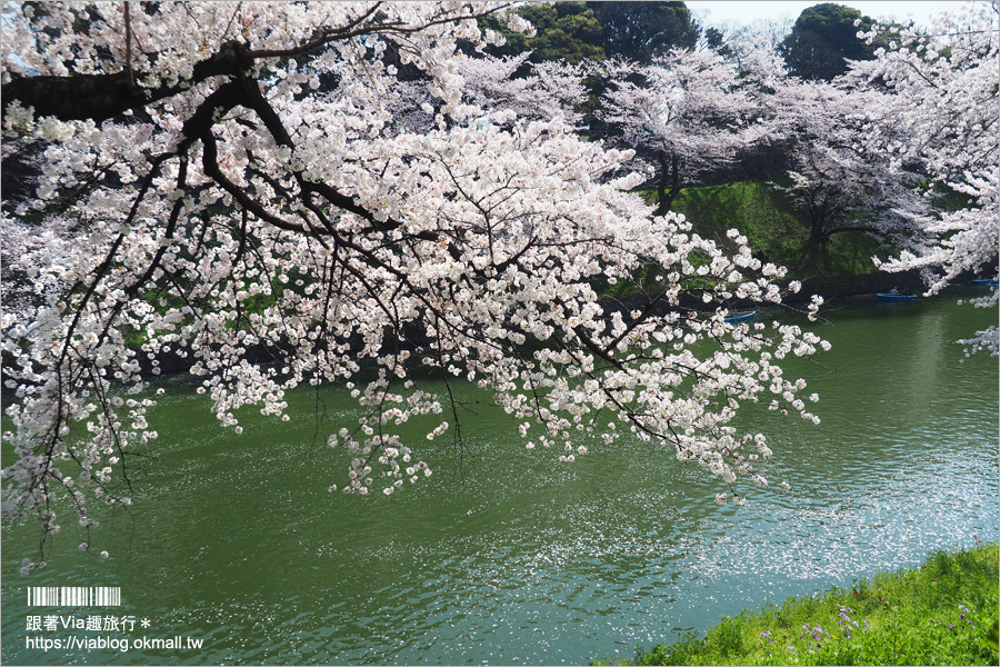 東京賞櫻》千鳥淵公園／超級推薦！東京櫻花景點～爆滿的護城河櫻花美景，划船賞櫻+東京鐵塔趣！