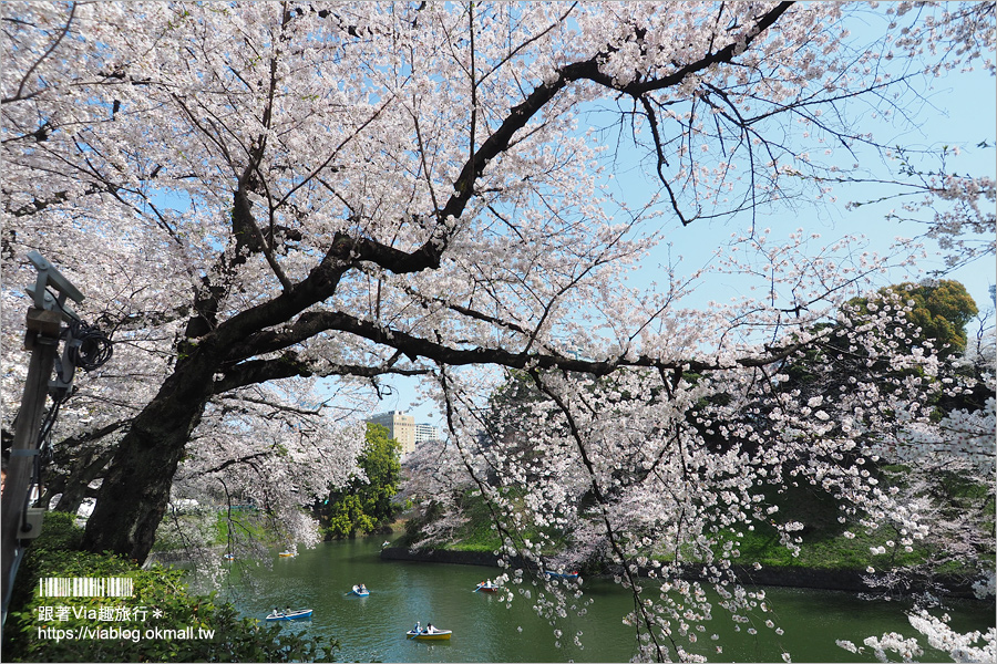 東京賞櫻》千鳥淵公園／超級推薦！東京櫻花景點～爆滿的護城河櫻花美景，划船賞櫻+東京鐵塔趣！