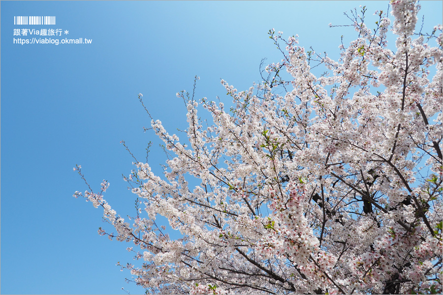 東京賞櫻》千鳥淵公園／超級推薦！東京櫻花景點～爆滿的護城河櫻花美景，划船賞櫻+東京鐵塔趣！