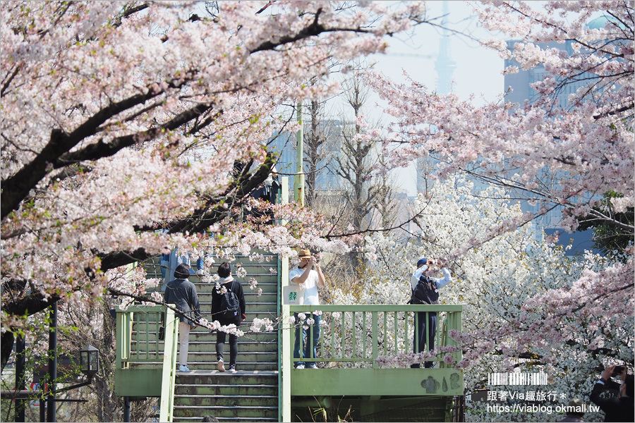 東京賞櫻》千鳥淵公園／超級推薦！東京櫻花景點～爆滿的護城河櫻花美景，划船賞櫻+東京鐵塔趣！