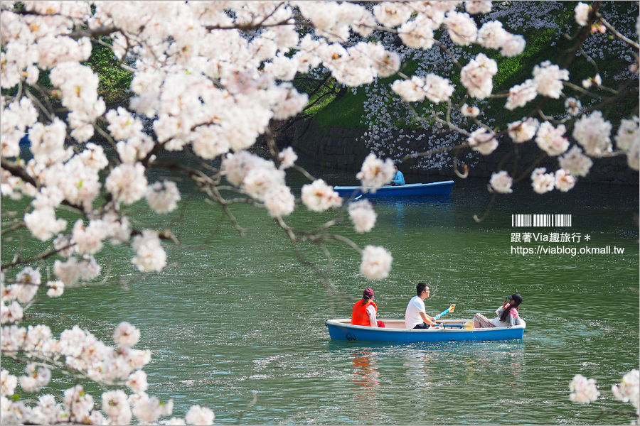 東京賞櫻》千鳥淵公園／超級推薦！東京櫻花景點～爆滿的護城河櫻花美景，划船賞櫻+東京鐵塔趣！