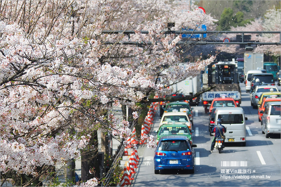 東京賞櫻》千鳥淵公園／超級推薦！東京櫻花景點～爆滿的護城河櫻花美景，划船賞櫻+東京鐵塔趣！