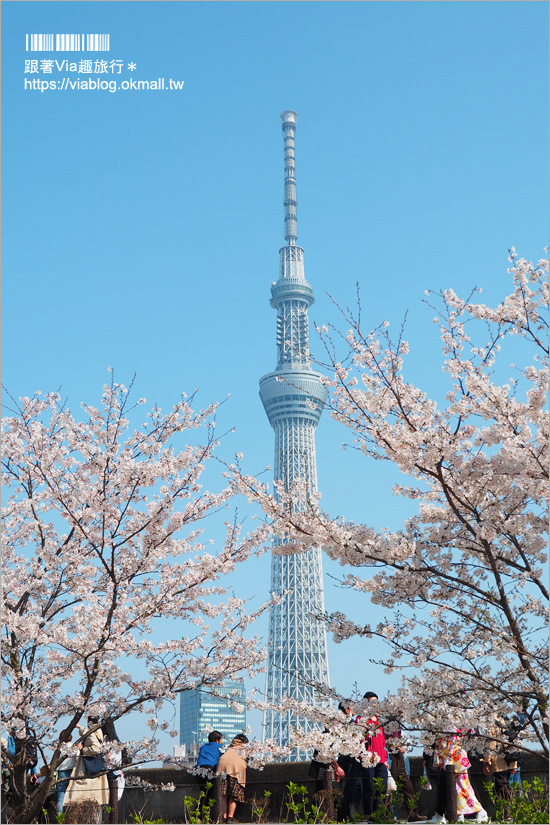 東京櫻花景點》淺草隅田公園～櫻花＋晴空塔＋隅田川～一次滿足！拍晴空塔的超美角度看這篇！