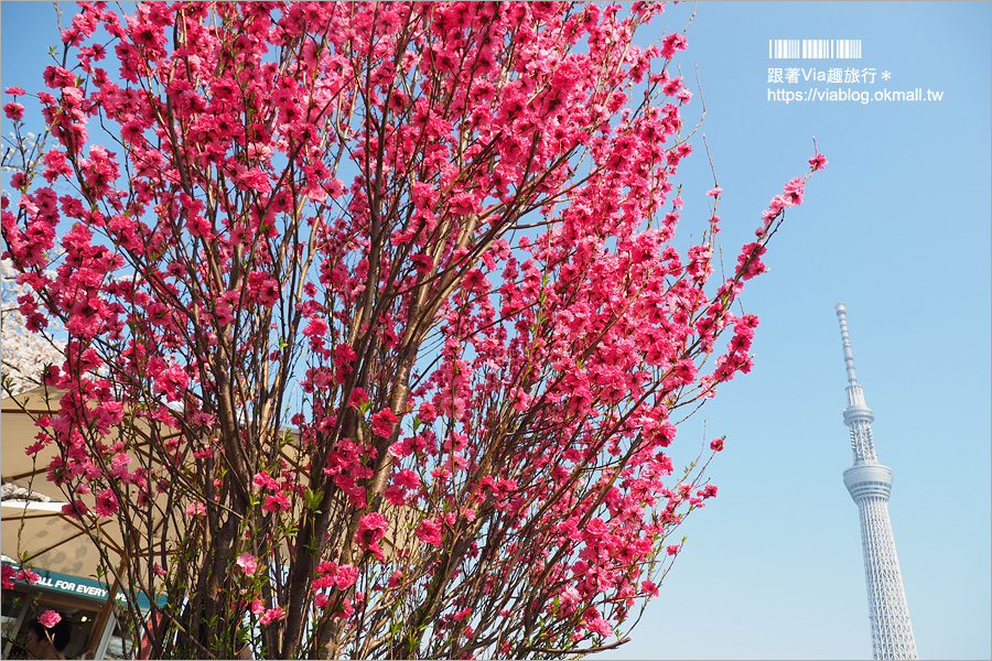 東京櫻花景點》淺草隅田公園～櫻花＋晴空塔＋隅田川～一次滿足！拍晴空塔的超美角度看這篇！