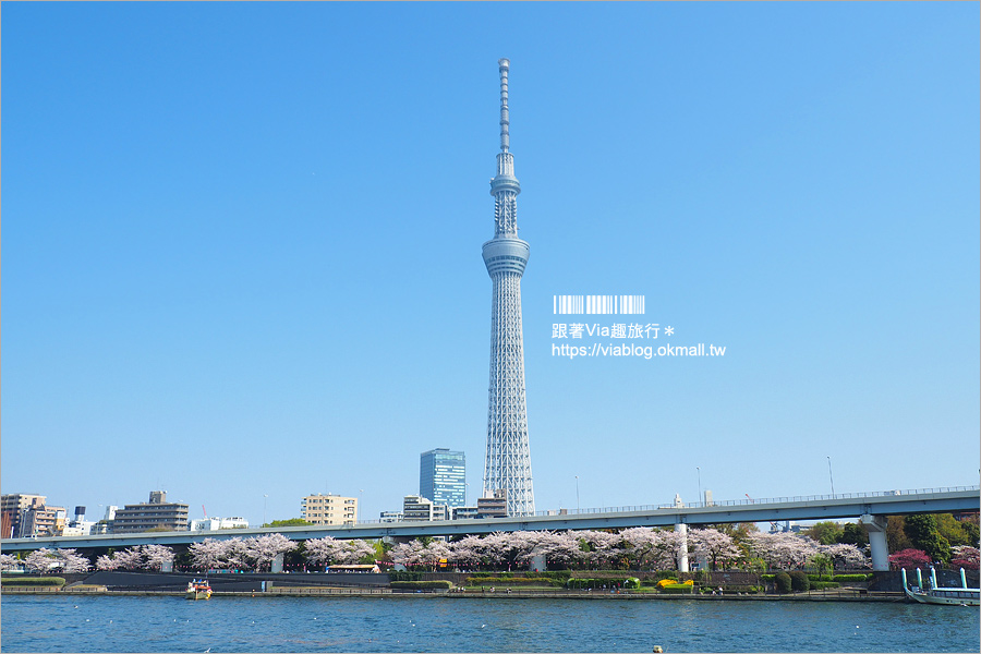 東京櫻花景點》淺草隅田公園～櫻花＋晴空塔＋隅田川～一次滿足！拍晴空塔的超美角度看這篇！