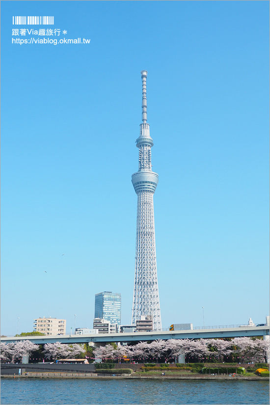 東京櫻花景點》淺草隅田公園～櫻花＋晴空塔＋隅田川～一次滿足！拍晴空塔的超美角度看這篇！