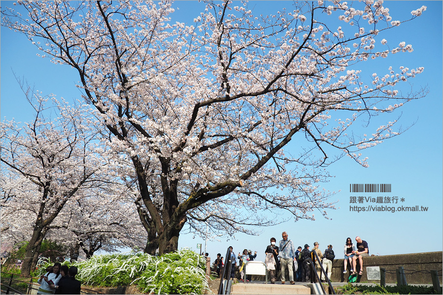 東京櫻花景點》淺草隅田公園～櫻花＋晴空塔＋隅田川～一次滿足！拍晴空塔的超美角度看這篇！