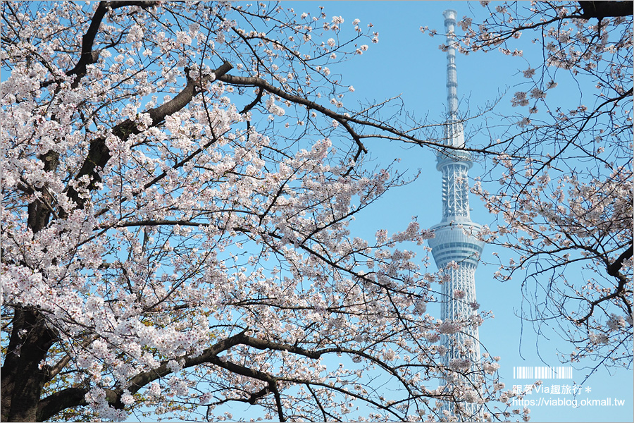 東京櫻花景點》淺草隅田公園～櫻花＋晴空塔＋隅田川～一次滿足！拍晴空塔的超美角度看這篇！