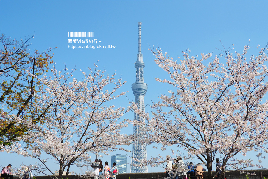 東京櫻花景點》淺草隅田公園～櫻花＋晴空塔＋隅田川～一次滿足！拍晴空塔的超美角度看這篇！