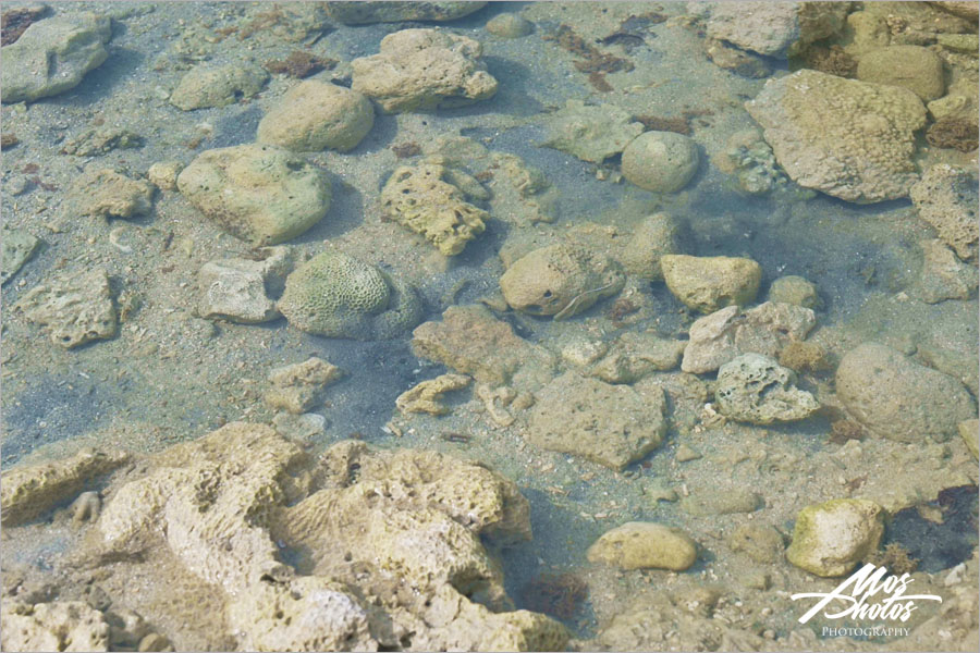 墾丁萬里桐》 海角七號阿嘉看海的秘密基地，潛水客的超夯愛地！潮間帶讓親子享受探索大自然！