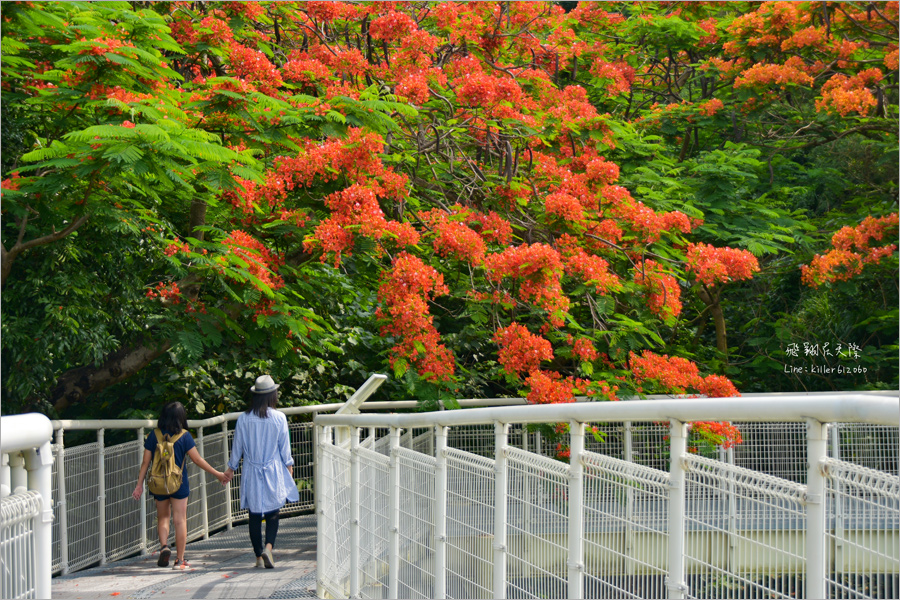 彰化鳳凰花》八卦山天空步道鳳凰花～超美！橘紅色的天空！夏季最火紅熱情的花季報到～