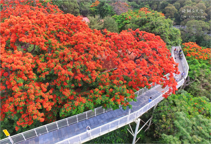 彰化鳳凰花》八卦山天空步道鳳凰花～超美！橘紅色的天空！夏季最火紅熱情的花季報到～