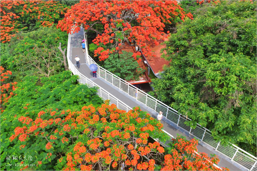 彰化鳳凰花》八卦山天空步道鳳凰花～超美！橘紅色的天空！夏季最火紅熱情的花季報到～