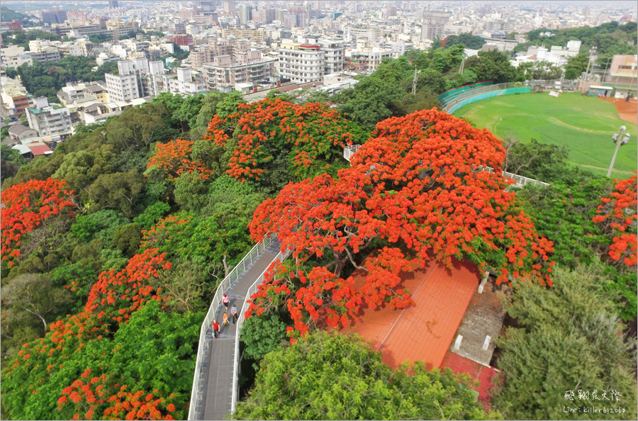 彰化鳳凰花》八卦山天空步道鳳凰花～超美！橘紅色的天空！夏季最火紅熱情的花季報到～