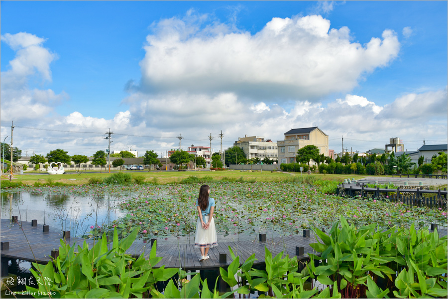 雲林景點》麥寮‧新吉社區｜金木園區～免費開放！浪漫的曲型木棧道，夏季荷花池畔盛開美不勝收！