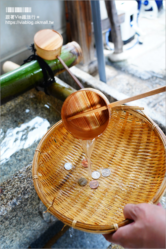 京都景點》御金神社～超美金色鳥居！金色版銀杏繪馬！來日本體驗「合法洗錢」的樂趣！