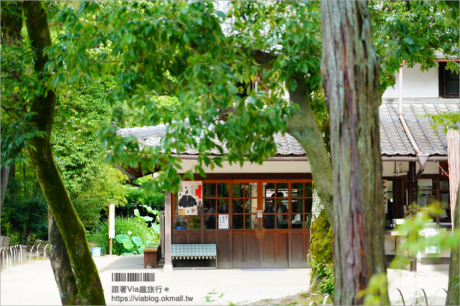 奈良景點》奈良古廟之旅～在地人才知的私房寺院看這篇：小房觀音寺／唐招提寺／西大寺