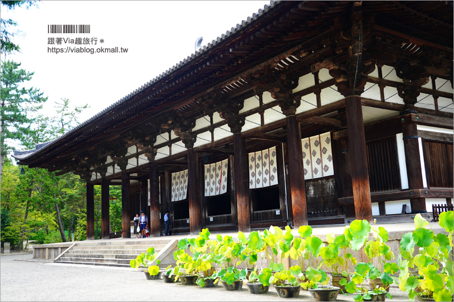 奈良景點》奈良古廟之旅～在地人才知的私房寺院看這篇：小房觀音寺／唐招提寺／西大寺