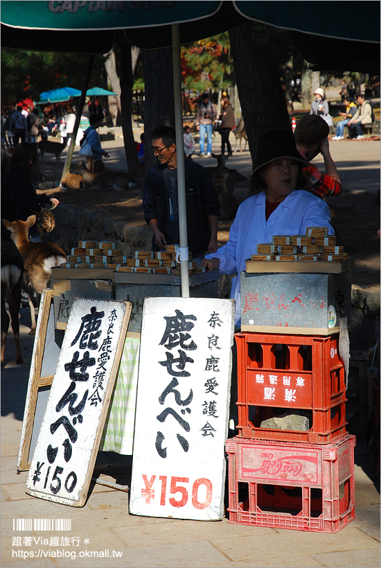 奈良一日遊》近鐵奈良站攻略～拜大佛、餵小鹿、血拼伴手禮！一日遊&住宿怎麼安排就看這篇！