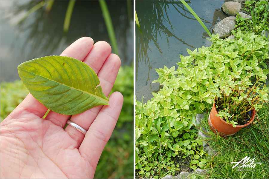 台中霧峰》舊正社區～大自然的教室！在地生活隱藏版玩點～生態導覽～特色風味餐