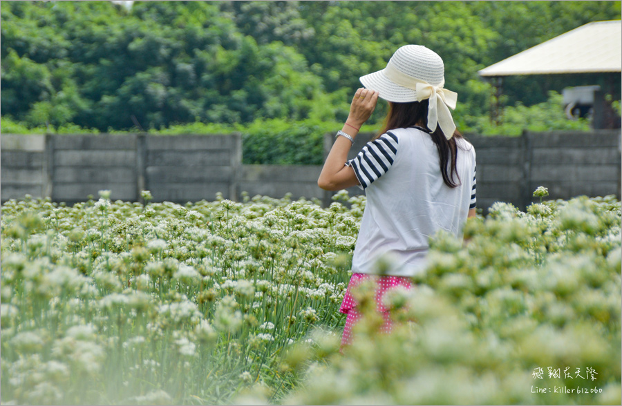 彰化韭菜花田》彰化北斗隱藏版秘境花田報到！不用跑北部～中部也有夢幻韭菜花田！