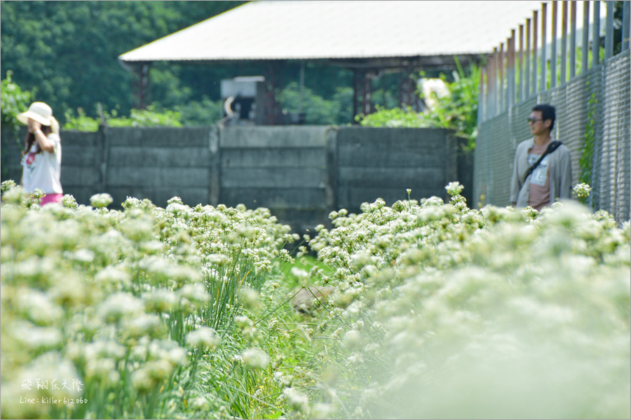 彰化韭菜花田》彰化北斗隱藏版秘境花田報到！不用跑北部～中部也有夢幻韭菜花田！