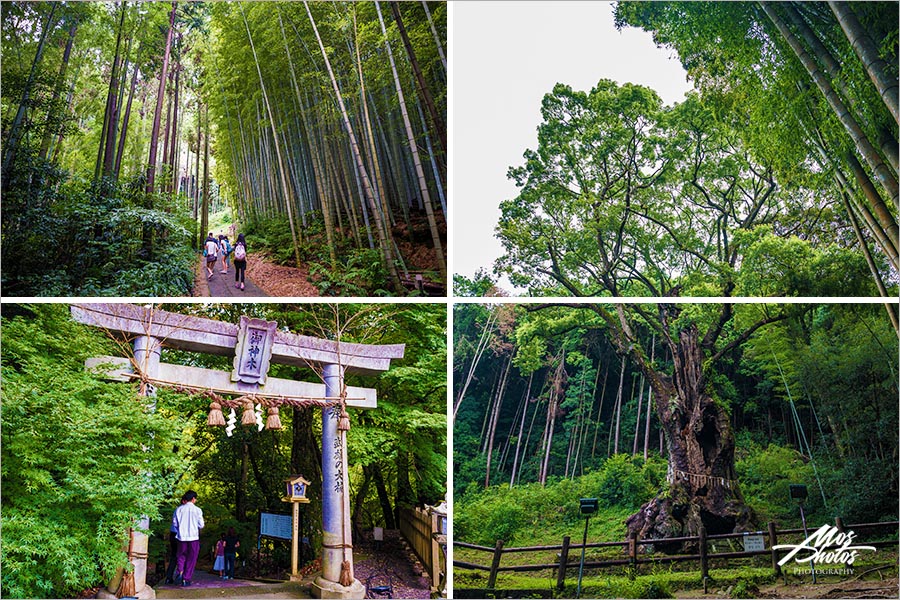 佐賀自由行》佐賀兩天一夜行程懶人包～輕鬆小旅行～美食X溫泉X賞景X文化～一篇分享搞定行程！