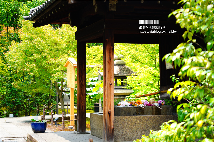 京都勝林寺》朝聖日本最夯的花幻花手水！秋季來還有「吉祥紅葉」美景的紅葉名勝！