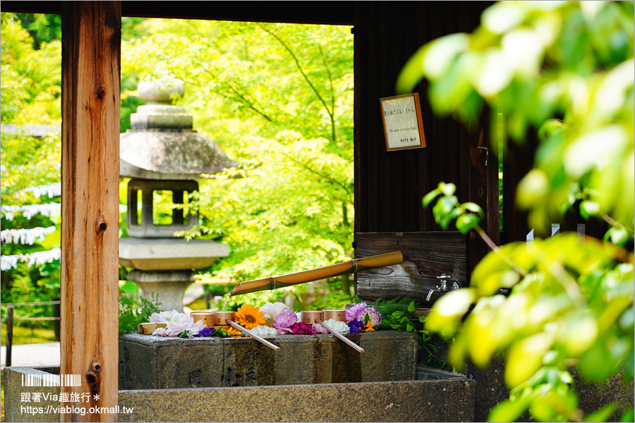 京都勝林寺》朝聖日本最夯的花幻花手水！秋季來還有「吉祥紅葉」美景的紅葉名勝！