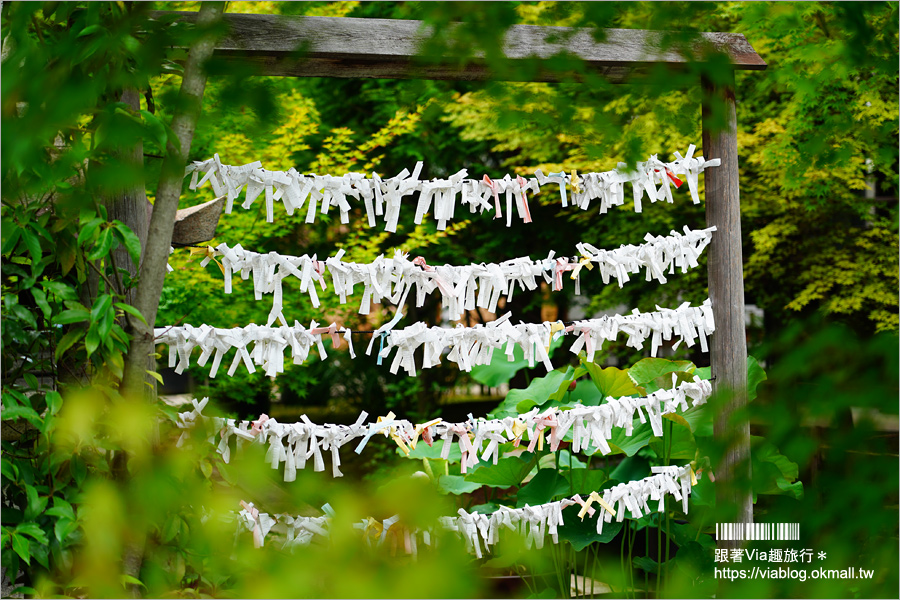 京都勝林寺》朝聖日本最夯的花幻花手水！秋季來還有「吉祥紅葉」美景的紅葉名勝！