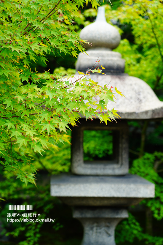 京都勝林寺》朝聖日本最夯的花幻花手水！秋季來還有「吉祥紅葉」美景的紅葉名勝！