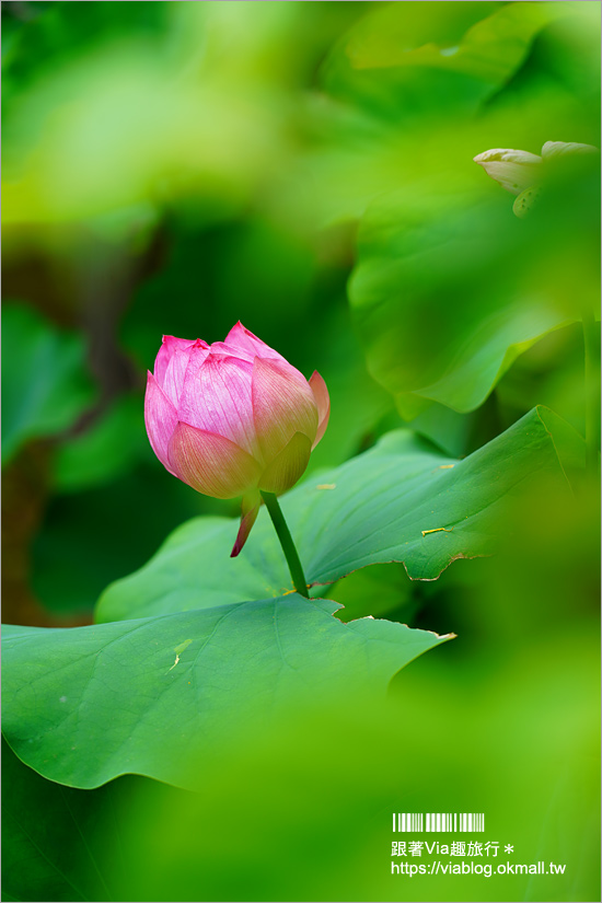 京都勝林寺》朝聖日本最夯的花幻花手水！秋季來還有「吉祥紅葉」美景的紅葉名勝！