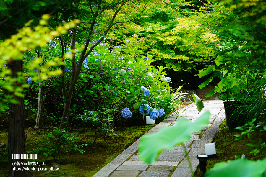 京都勝林寺》朝聖日本最夯的花幻花手水！秋季來還有「吉祥紅葉」美景的紅葉名勝！