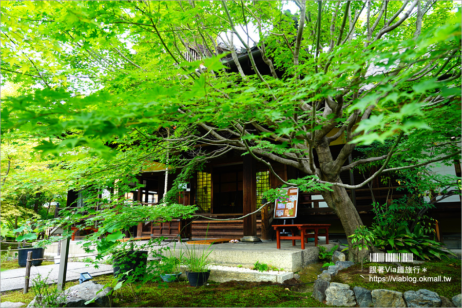 京都勝林寺》朝聖日本最夯的花幻花手水！秋季來還有「吉祥紅葉」美景的紅葉名勝！