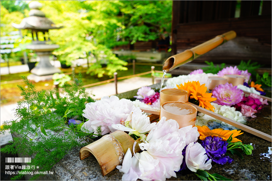 京都勝林寺》朝聖日本最夯的花幻花手水！秋季來還有「吉祥紅葉」美景的紅葉名勝！