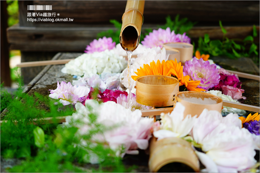 京都勝林寺》朝聖日本最夯的花幻花手水！秋季來還有「吉祥紅葉」美景的紅葉名勝！