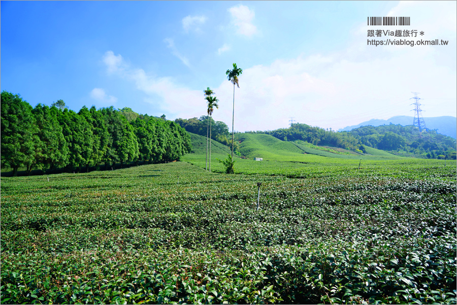 南投景點一日遊》竹山秘境小旅行～茶博廣告拍攝地的隱藏版茶園＋探訪私房瀑布吊橋美景趣！