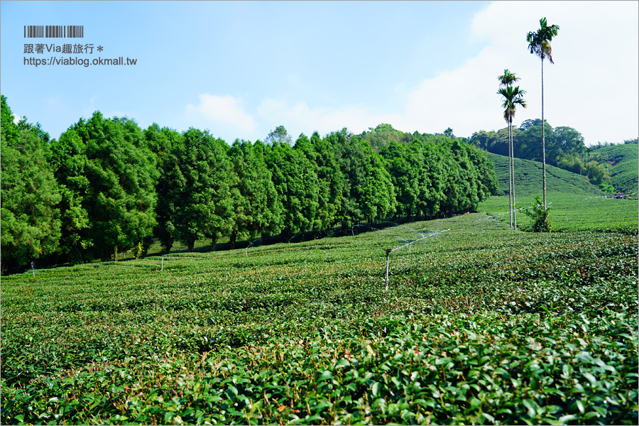 南投景點一日遊》竹山秘境小旅行～茶博廣告拍攝地的隱藏版茶園＋探訪私房瀑布吊橋美景趣！